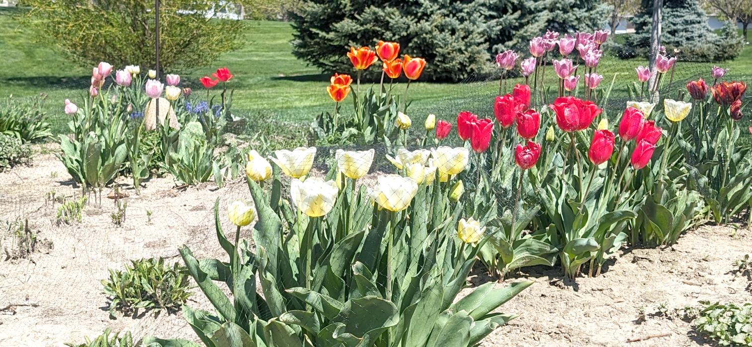 Tulips have started to blossom around the area. These beauties belong to Dakota Dunes residents Mark and Ardie Nixa. Photos by Kelly Riibe • times2reporter@gmail.com