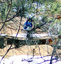 A Blue Jay hangs out in a pine tree looking for an afternoon snack. Photo by Beth Sherard-Hutcheson • times1reporter@gmail.com