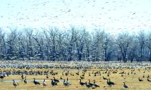 The spring migration has begun, as many people have noticed throughout the area. This picture shows thousands of geese, Canada and Snow, landing in one of the buffalo pens outside of Wynstone. People have witnessed flocks of geese in the skies, along the interstate in fields and settling in areas with sitting water. Photo by Kelly Riibe • times2reporter@gmail.com