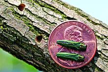 Adult Emerald Ash Borer are very small, with green wings and a purple abdomen. When the insect is an adult they leave the inside of the ash tree through a “D” shaped exit hole which can be seen next to the penny pictured. Photo by Leah Bauer, USDA Forest Service