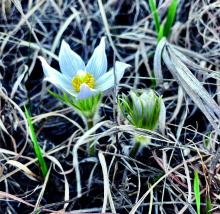 A welcome sign of spring is South Dakota’s state flower, the American Pasque. The state adopted it as the state flower in 1903. The blooming period for the Pasque is April to May and lasts about two weeks. The flowers can begin their growing period while snow is still on the ground. It grows wild throughout the state. Photo by Kari Kneip