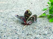 This Cecropia Moth was spotted just west of Jefferson on June 14. Photo by Beth Hutcheson • times1reporter@gmail.com
