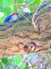 These red-bellied woodpeckers were seen in and around their nest in a yard at Wynstone recently. Photos by Dr. Patrick Walsh