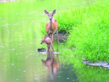 A doe escorts her fawn to the creek for a drink of water. Fawns weigh four to eight pounds at birth and double their weight in two weeks. They also have about 300 white spots. Submitted photo