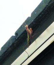 The Leader-Courier had an unusual guest Friday, Aug. 25. A Praying Mantis was found peaking in the window Friday morning. Praying Mantises have a life span of one year and can grow up to 18 inches long. They primarily eat insects, but have also been known to eat spiders, frogs, lizards and even small birds. Photo by Shannon Jost • timesleader1@gmail.com