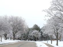 Dakota Dunes Blvd. was filled with frost and snow covered trees for the last week of December in 2023. Photo by Kelly Riibe • times2reporter@gmail.com