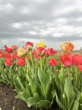 The tulips are in full bloom at Fleurish Flower Farm. Last fall Christy Heckathorn planted around 1,200 bulbs. They planted some along the road so passersby have something to brighten their day. Photos courtesy of Christy Heckathorn