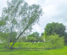 Stormy weather on May 21st caused some tree damage in the Meadows Park of Dakota Dunes. Photo by Kelly Riibe • times2reporter@gmail.com