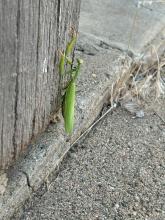 This mantis was spotted in an alley downtown Elk Point. Submitted photo