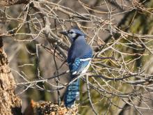 Blue Jays are common, but their populations have declined by an estimated .6 percent per year for a cumulative decline of about 27 percent between 1966 and 2019 according to a North American Breeding Bird Survey. They have an estimated global breeding population of 17 million. Photo by Kari Kneip