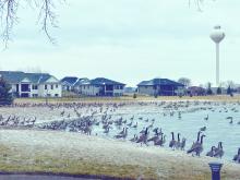A group of geese is called a gaggle. This is because when geese get together, they get quite noisy and rowdy. They're only referred to as a gaggle when they're on land. When flying in formation they can be referred to as a skein. This gaggle visited the Wynstone area of Jefferson, SD, in early January. Photo by Katy Brown
