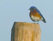 Seeing a bluebird is often seen as a symbol of happiness, hope, good fortune, and spiritual renewal, with some cultures associating it with the return of spring and peace. Photo by Kari Kneip