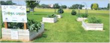 In partnership with the Union County Extension Office, the North Sioux City Community Library hosts a Teaching Garden through a Master Garderner course. Photos by Kelly Riibe • times2reporter@gmail.com