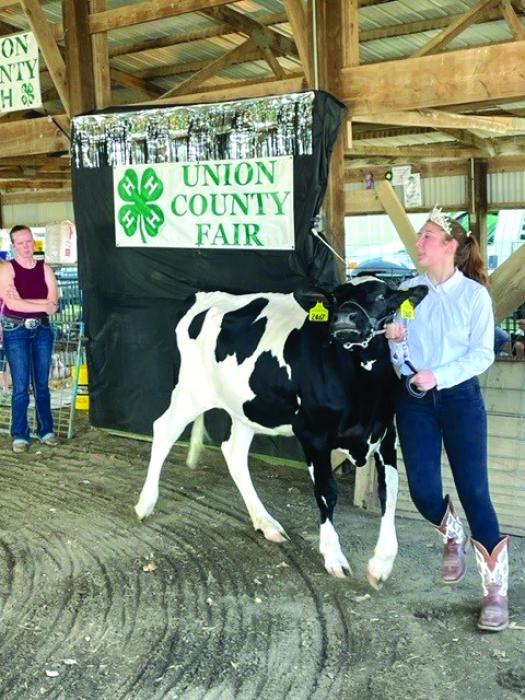 Many participants showed cattle during the Union County Fair Aug. 4-6. Submitted photo