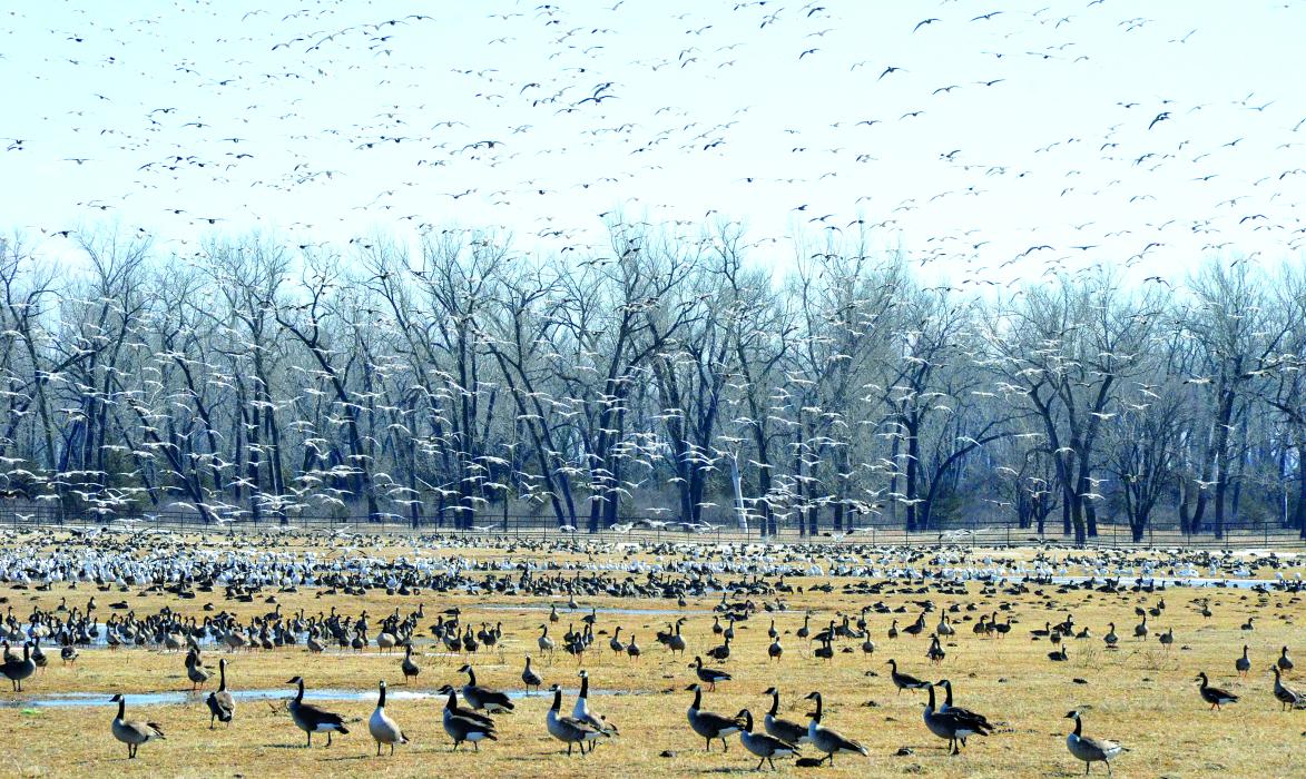 The spring migration has begun, as many people have noticed throughout the area. This picture shows thousands of geese, Canada and Snow, landing in one of the buffalo pens outside of Wynstone. People have witnessed flocks of geese in the skies, along the interstate in fields and settling in areas with sitting water. Photo by Kelly Riibe • times2reporter@gmail.com