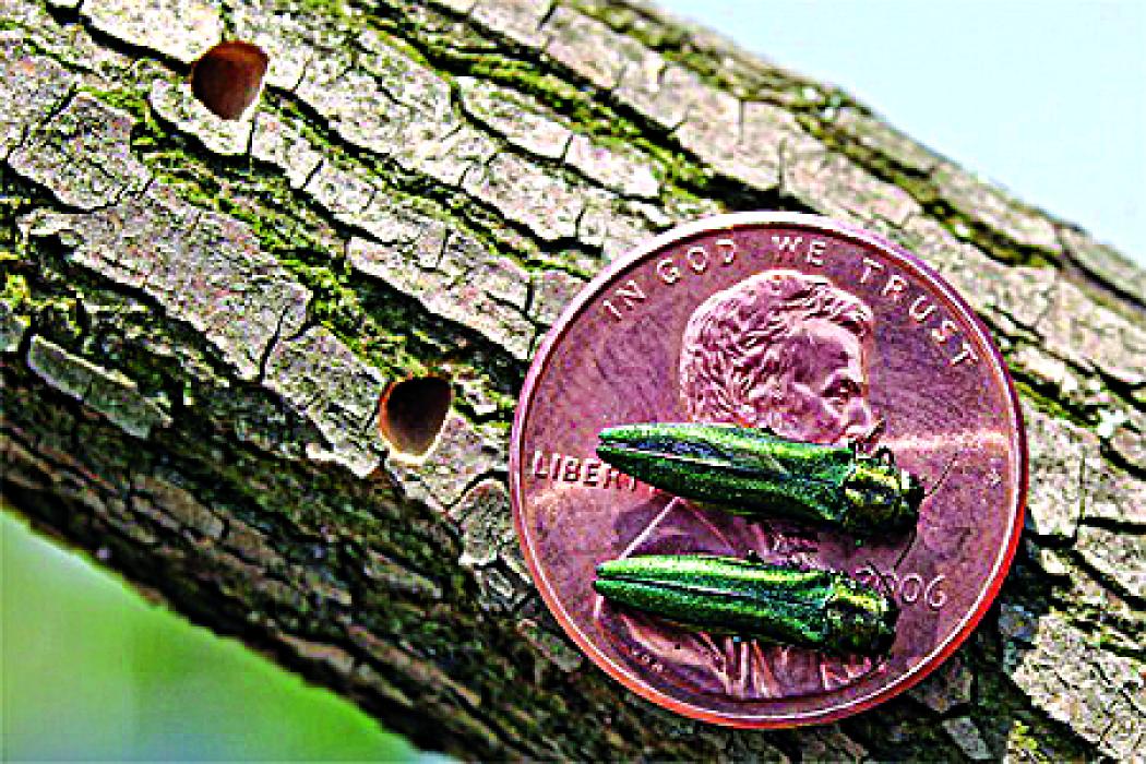 Adult Emerald Ash Borer are very small, with green wings and a purple abdomen. When the insect is an adult they leave the inside of the ash tree through a “D” shaped exit hole which can be seen next to the penny pictured. Photo by Leah Bauer, USDA Forest Service