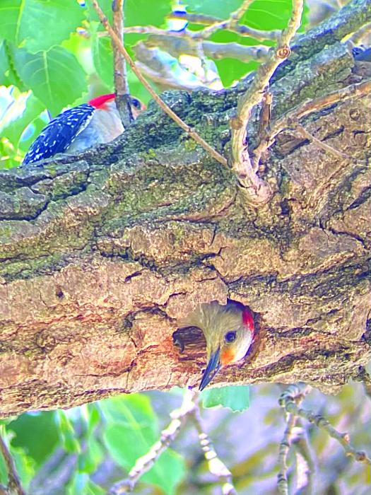 These red-bellied woodpeckers were seen in and around their nest in a yard at Wynstone recently. Photos by Dr. Patrick Walsh