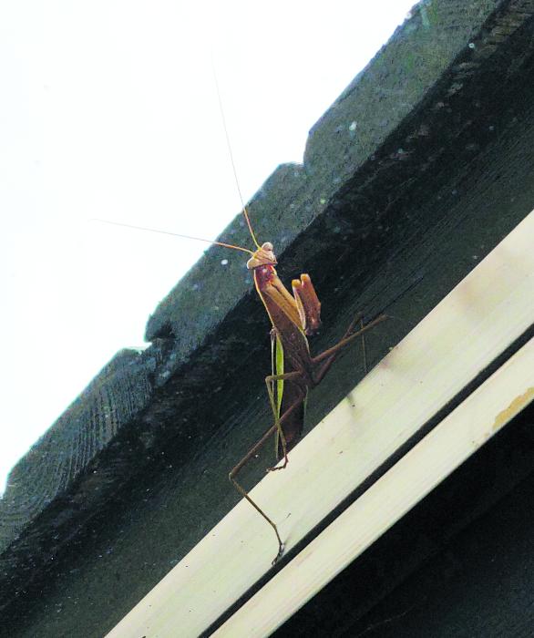 The Leader-Courier had an unusual guest Friday, Aug. 25. A Praying Mantis was found peaking in the window Friday morning. Praying Mantises have a life span of one year and can grow up to 18 inches long. They primarily eat insects, but have also been known to eat spiders, frogs, lizards and even small birds. Photo by Shannon Jost • timesleader1@gmail.com