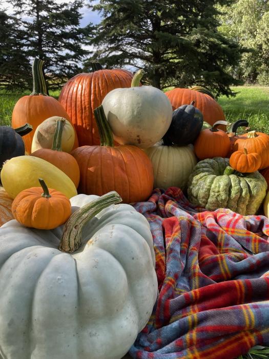 All varieties and sizes of pumpkins can be found at MadCat Pumpkin Patch. For a little extra outdoor time, make sure to check out the corn maze. Submitted photo