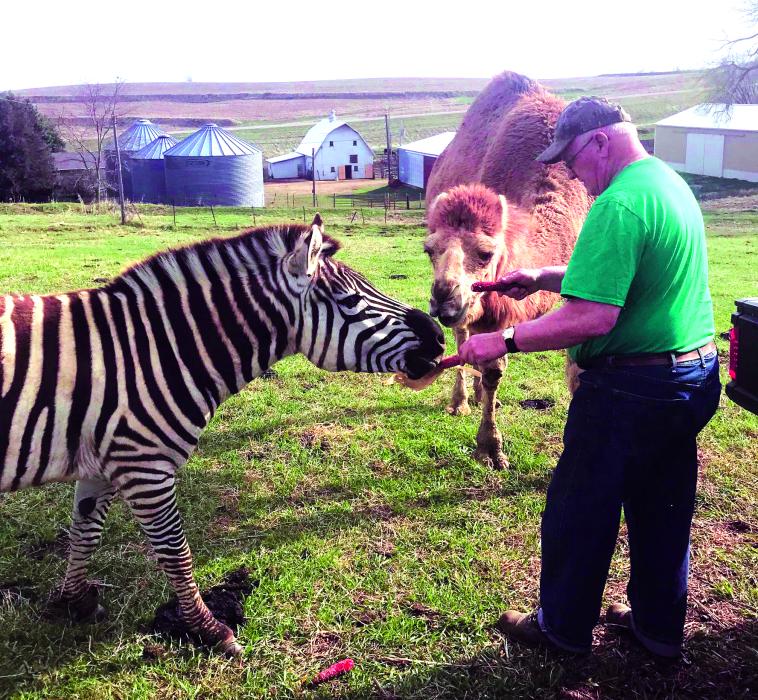 Eldon Heeren gives a treat to Rizzi (the zebra) and Cleo (the camel) on their farm in Union County. Submitted photo