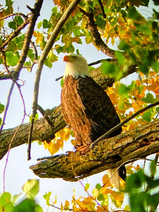 Dr. Patrick Walsh of Wynstone was able to capture a picture of an Eagle in his backyard. Photo courtesy of Dr. Patrick Walsh