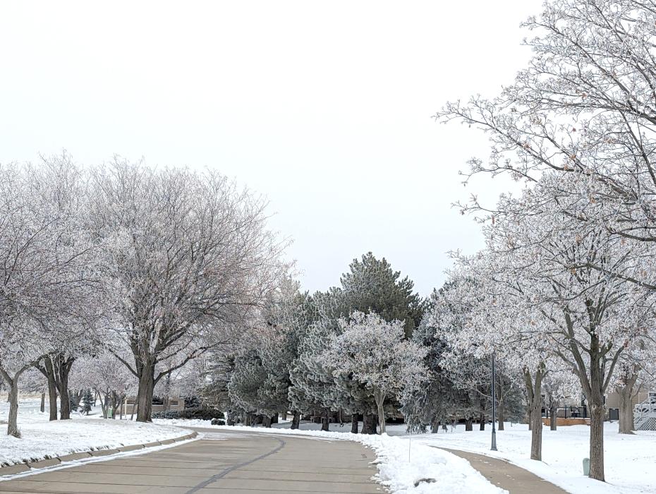 Dakota Dunes Blvd. was filled with frost and snow covered trees for the last week of December in 2023. Photo by Kelly Riibe • times2reporter@gmail.com