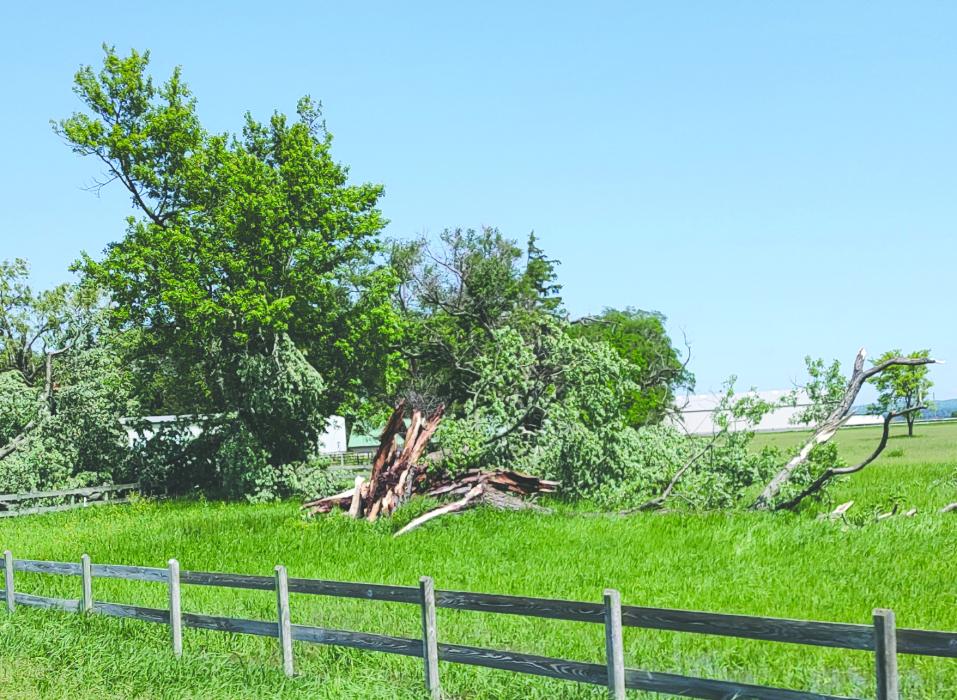 High winds took down or damaged many trees in the area, these downed trees are near Jefferson. Photo by Shannon Jost • timesleader1@gmail.com
