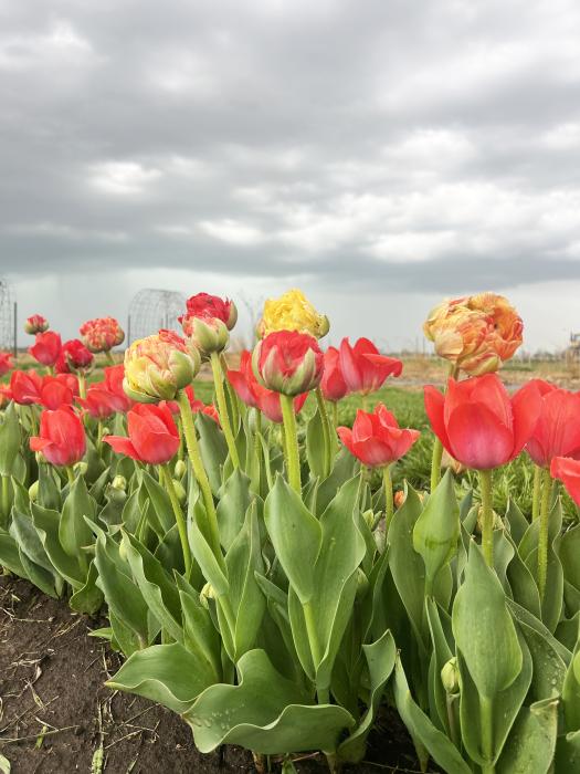 The tulips are in full bloom at Fleurish Flower Farm. Last fall Christy Heckathorn planted around 1,200 bulbs. They planted some along the road so passersby have something to brighten their day. Photos courtesy of Christy Heckathorn