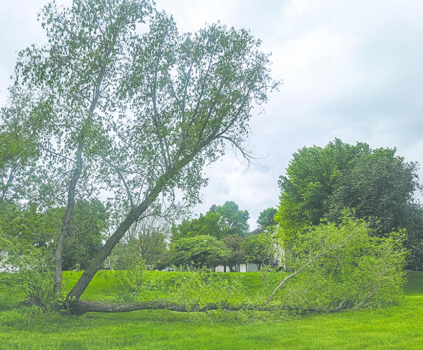 Stormy weather on May 21st caused some tree damage in the Meadows Park of Dakota Dunes. Photo by Kelly Riibe • times2reporter@gmail.com