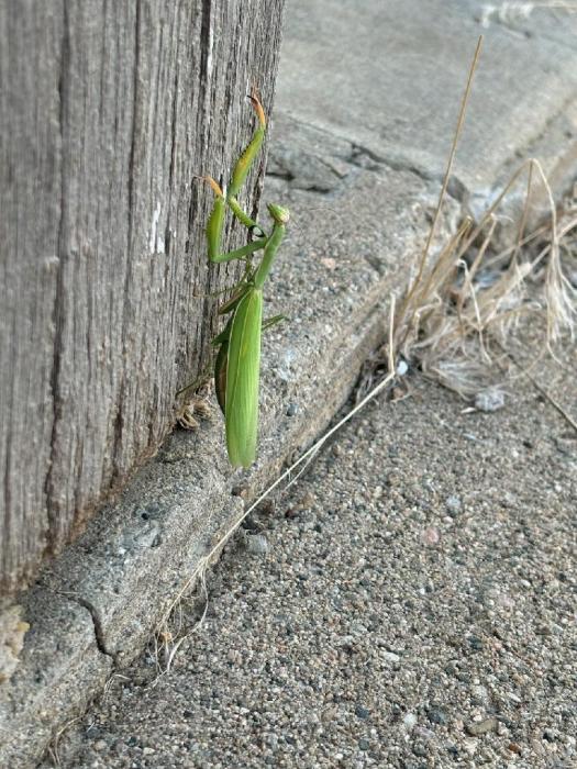 This mantis was spotted in an alley downtown Elk Point. Submitted photo