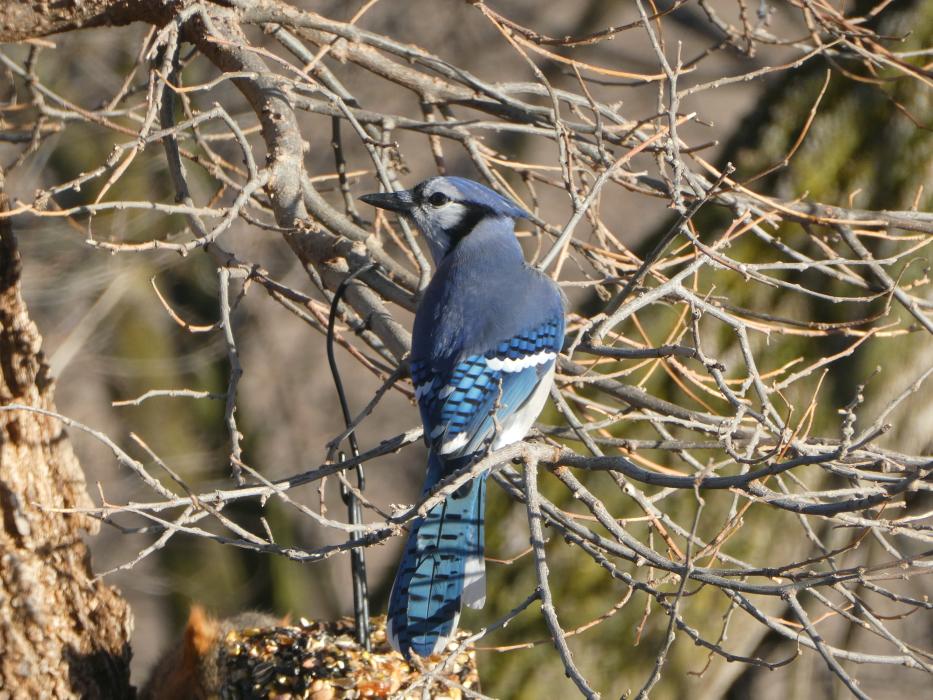 Blue Jays are common, but their populations have declined by an estimated .6 percent per year for a cumulative decline of about 27 percent between 1966 and 2019 according to a North American Breeding Bird Survey. They have an estimated global breeding population of 17 million. Photo by Kari Kneip