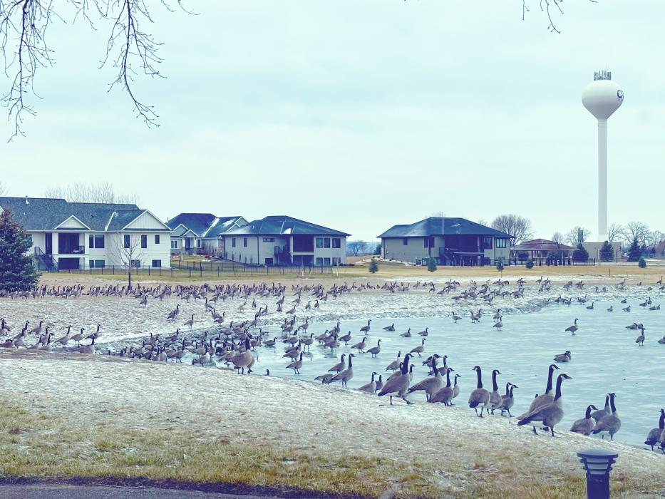 A group of geese is called a gaggle. This is because when geese get together, they get quite noisy and rowdy. They're only referred to as a gaggle when they're on land. When flying in formation they can be referred to as a skein. This gaggle visited the Wynstone area of Jefferson, SD, in early January. Photo by Katy Brown