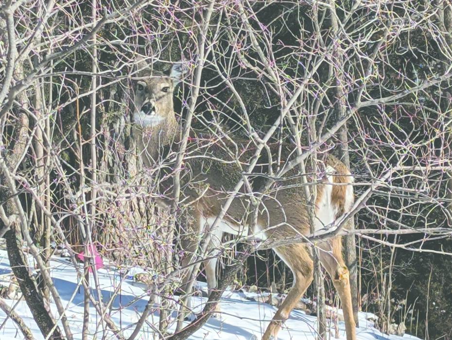 This deer on Dakota Dunes Boulevard was not bothered by arctic temperatures, but oncoming traffic slowly spooked it back into the wooded area near the country club buildings on February 20, 2025 Photo by Kelly Riibe • times2reporter@gmail.com