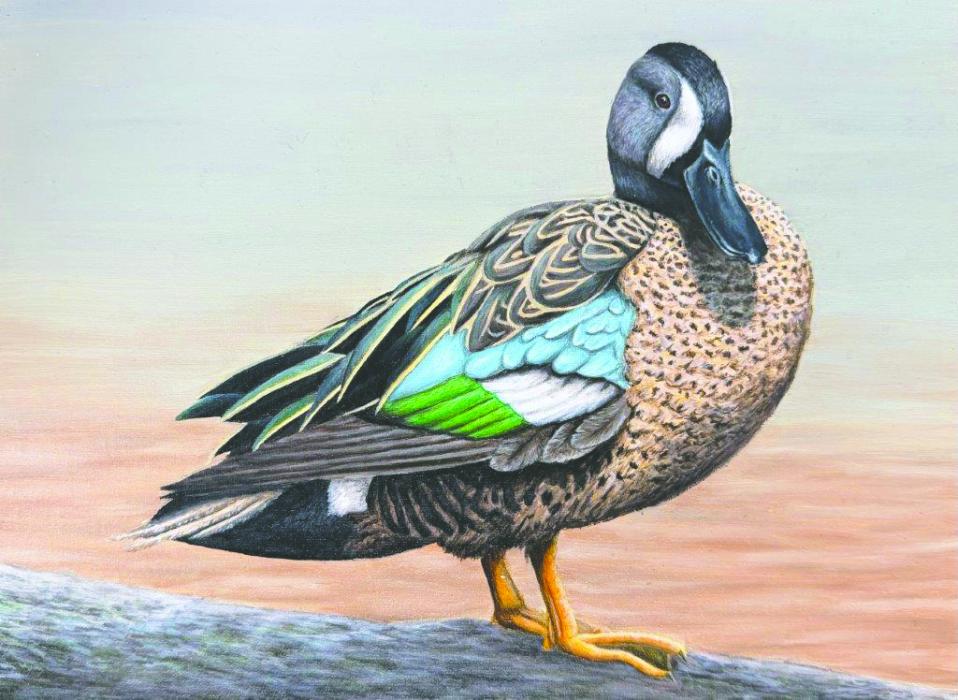 Thora Larson, 14, of South Dakota, earned third place in the 2026 National Junior Duck Stamp Art Contest with her acrylic and oil painting of a blue‑winged teal titled ‘Simple Joys.’ Submitted photo